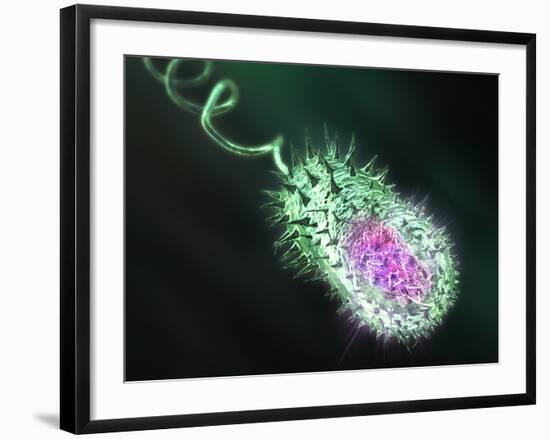 Gram-negative Bacterium, Artwork-Equinox Graphics-Framed Photographic Print