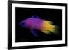 Gramma Loreto (Royal Gramma, Fairy Basslet)-Paul Starosta-Framed Photographic Print