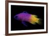 Gramma Loreto (Royal Gramma, Fairy Basslet)-Paul Starosta-Framed Photographic Print