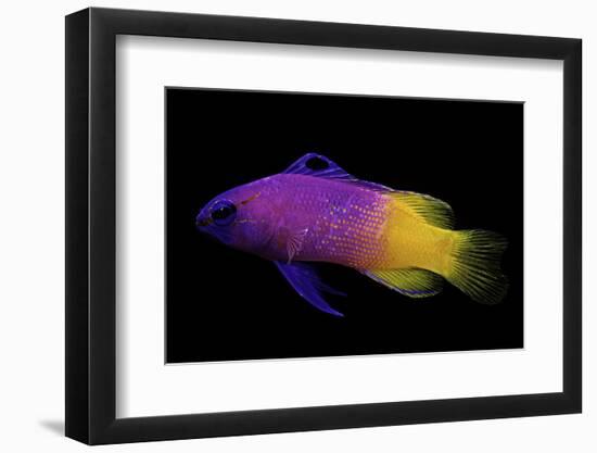 Gramma Loreto (Royal Gramma, Fairy Basslet)-Paul Starosta-Framed Photographic Print