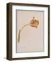 Gran Jupiter-Jakob Huysum-Framed Collectable Print