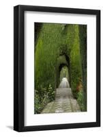 Granada, Spain, Alhambra, Famous Hedges of Gardens of the Generalife-Bill Bachmann-Framed Photographic Print