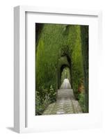 Granada, Spain, Alhambra, Famous Hedges of Gardens of the Generalife-Bill Bachmann-Framed Photographic Print