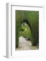 Granada, Spain, Alhambra, Famous Hedges of Gardens of the Generalife-Bill Bachmann-Framed Photographic Print