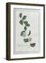 Granadilla; Fructu Citriformi, Foliis Oblongis. Tourn-Georg Dionysius Ehret-Framed Giclee Print