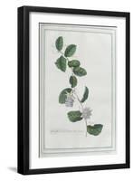 Granadilla; Fructu Citriformi, Foliis Oblongis. Tourn-Georg Dionysius Ehret-Framed Giclee Print