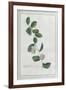 Granadilla; Fructu Citriformi, Foliis Oblongis. Tourn-Georg Dionysius Ehret-Framed Giclee Print