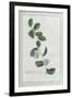 Granadilla; Fructu Citriformi, Foliis Oblongis. Tourn-Georg Dionysius Ehret-Framed Giclee Print