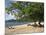 Grand Anse Beach, Grenada, Windward Islands, West Indies, Caribbean, Central America-Harding Robert-Mounted Photographic Print