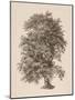 Wood Mount