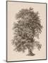 Wood Mount