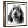 Grand Basset Griffon Vendeen Black and White-null-Framed Photographic Print