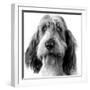 Grand Basset Griffon Vendeen Black and White-null-Framed Photographic Print