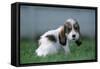 Grand Basset Griffon Vendeen Dog Puppy with Long Ears-null-Framed Stretched Canvas