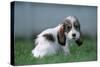 Grand Basset Griffon Vendeen Dog Puppy with Long Ears-null-Stretched Canvas