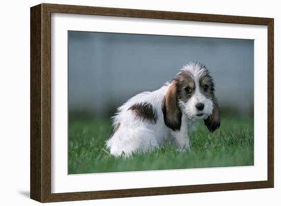 Grand Basset Griffon Vendeen Dog Puppy with Long Ears-null-Framed Photographic Print