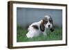 Grand Basset Griffon Vendeen Dog Puppy with Long Ears-null-Framed Photographic Print