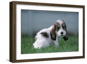 Grand Basset Griffon Vendeen Dog Puppy with Long Ears-null-Framed Photographic Print