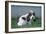 Grand Basset Griffon Vendeen Dog Puppy with Long Ears-null-Framed Photographic Print