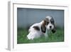 Grand Basset Griffon Vendeen Dog Puppy with Long Ears-null-Framed Photographic Print