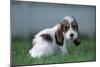 Grand Basset Griffon Vendeen Dog Puppy with Long Ears-null-Mounted Photographic Print