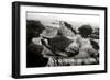 Grand Canyon Dawn IV BW-Douglas Taylor-Framed Photographic Print