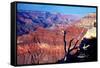 Grand Canyon in Red Glow-George Oze-Framed Stretched Canvas