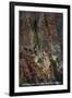 Grand Canyon Nat'l Park, Arizona - Cape Horn, Bright Angel Trail-Lantern Press-Framed Art Print