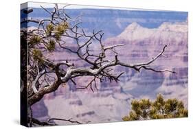 Grand Canyon National Park, Arizona-Curioso Travel Photography-Stretched Canvas
