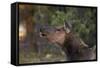 Grand Canyon National Park, Elk, Cervus Elaphus-David Wall-Framed Stretched Canvas