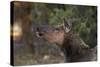 Grand Canyon National Park, Elk, Cervus Elaphus-David Wall-Stretched Canvas