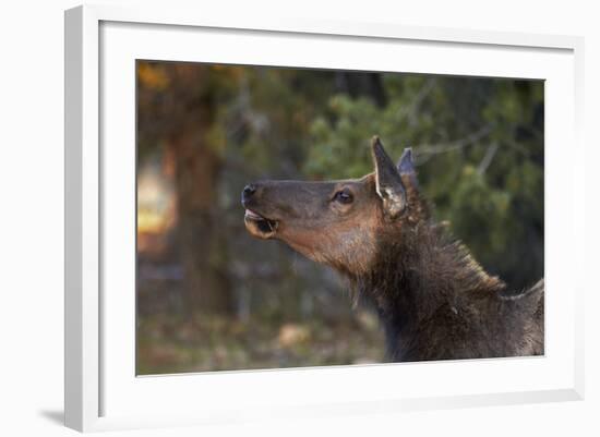 Grand Canyon National Park, Elk, Cervus Elaphus-David Wall-Framed Photographic Print