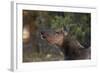 Grand Canyon National Park, Elk, Cervus Elaphus-David Wall-Framed Photographic Print
