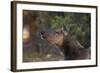 Grand Canyon National Park, Elk, Cervus Elaphus-David Wall-Framed Photographic Print