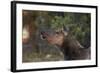 Grand Canyon National Park, Elk, Cervus Elaphus-David Wall-Framed Photographic Print