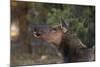 Grand Canyon National Park, Elk, Cervus Elaphus-David Wall-Mounted Photographic Print