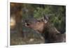 Grand Canyon National Park, Elk, Cervus Elaphus-David Wall-Framed Photographic Print