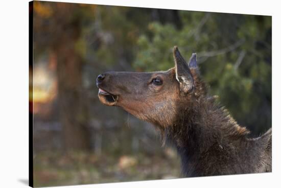 Grand Canyon National Park, Elk, Cervus Elaphus-David Wall-Stretched Canvas