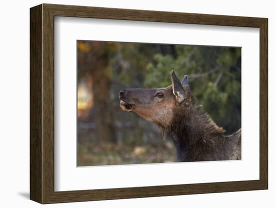 Grand Canyon National Park, Elk, Cervus Elaphus-David Wall-Framed Photographic Print