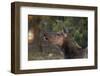 Grand Canyon National Park, Elk, Cervus Elaphus-David Wall-Framed Photographic Print