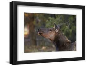 Grand Canyon National Park, Elk, Cervus Elaphus-David Wall-Framed Photographic Print