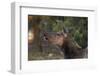 Grand Canyon National Park, Elk, Cervus Elaphus-David Wall-Framed Photographic Print