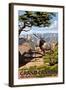 Grand Canyon National Park - Elk & Point Imperial-Lantern Press-Framed Art Print