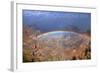 Grand Canyon National Park - Rainbow-Lantern Press-Framed Art Print