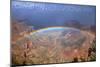 Grand Canyon National Park - Rainbow-Lantern Press-Mounted Art Print