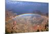 Grand Canyon National Park - Rainbow-Lantern Press-Mounted Art Print
