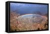 Grand Canyon National Park - Rainbow-Lantern Press-Framed Stretched Canvas