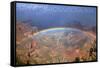 Grand Canyon National Park - Rainbow-Lantern Press-Framed Stretched Canvas