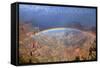 Grand Canyon National Park - Rainbow-Lantern Press-Framed Stretched Canvas