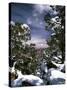 Grand Canyon National Park, Trees Covered with Snow, Arizona, USA-Adam Jones-Stretched Canvas